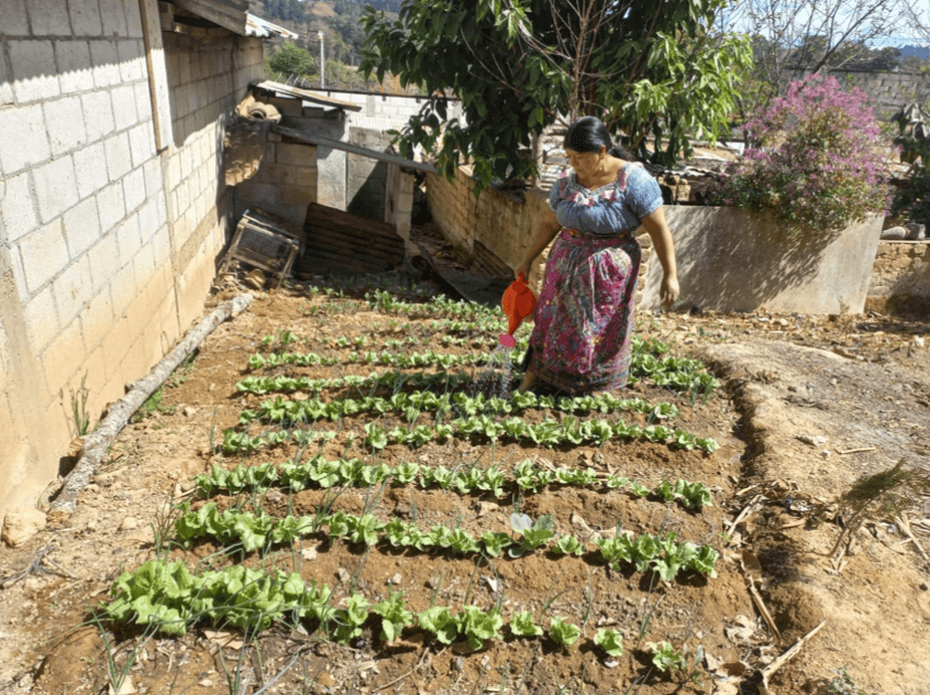 Doña Ofelia manifiesta que se siente muy feliz porque el huerto familiar ha sido de motivación e inspiración en su vida. Dice que va a seguir cultivando para el beneficio personal y de su familia y le agradece a IDM por todo el apoyo que le brinda a las mujeres de Cojol Juyú. Ella ha cultivado lechugas y cebollas.