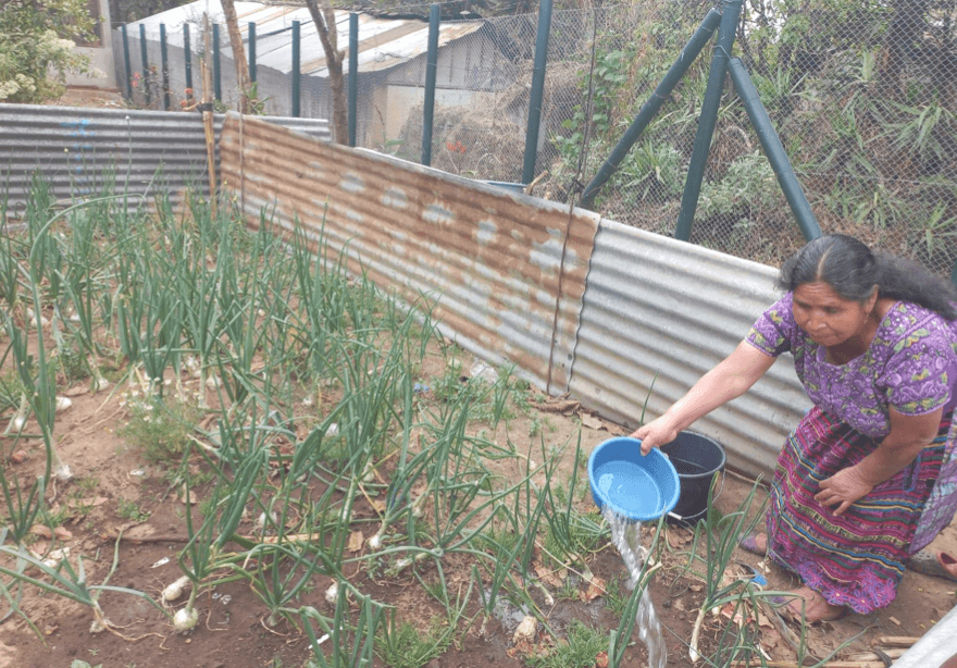 Doña Vidalia es una mujer emprendedora de Xenimaquín que es una de las Asesoras Comunitarias de IDM. Ella también ha sido beneficiaria de los pilones y semillas que el MAGA ha dado a cada una de las participantes. Manifiesta que tener cebollas en su casa ha sido una facilidad, porque desde hace 2 meses ya no ha tenido que comprar cebollas en el mercado. En vez de comprar cebollas ella puede comprar otro producto de su necesidad. Agradece a IDM por el apoyo que se le ha dado.